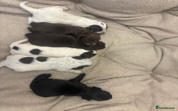 Cocker Spaniel dogs for sale: Cocker spaniel puppies  - Image 7