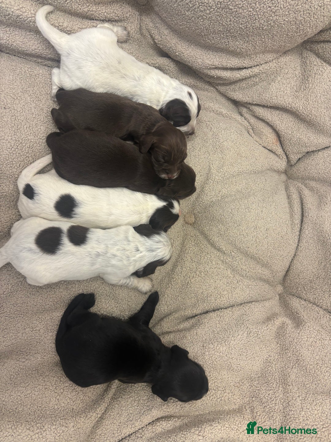 Cocker Spaniel dogs for sale: Cocker spaniel puppies  - Image 7