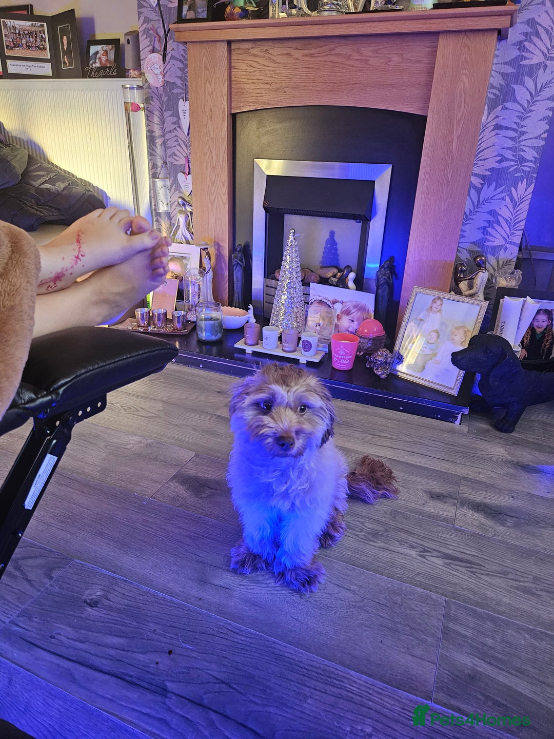 Mixed Breed dogs for sale: Bichon frie x jack russell - Image 1
