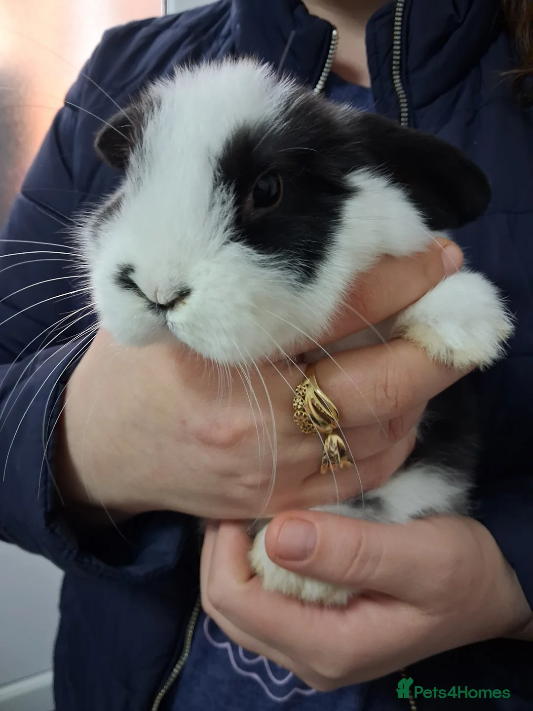Mini Lop rabbits for sale: Mini lops in Leicester - Advert 1