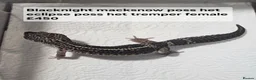 Leopard Gecko reptiles for sale: Black night leopard geckos  - Advert 4