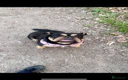 Old Tyme Bulldog dogs for sale: Beautiful Roxy to be rehomed  - Image 3