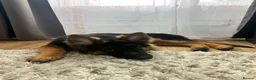 German Shepherd dogs for sale: Gsd puppy - Advert 5