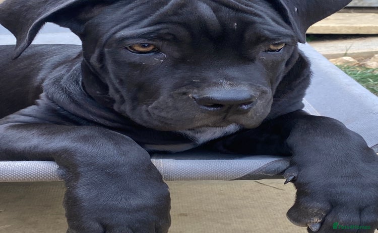 Cane Corso dogs - Advert 1