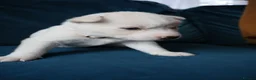 Siberian Husky dogs for sale: 7 Siberian Husky puppies - Advert 2