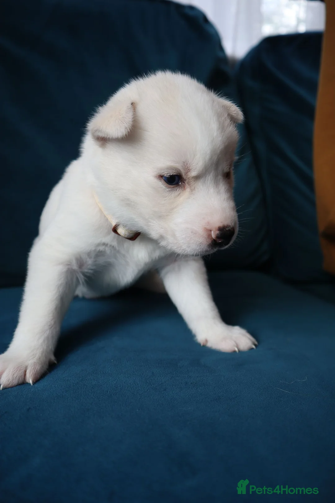 Siberian Husky dogs for sale: 7 Siberian Husky puppies - Advert 2