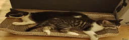 Mixed Breed cats for sale: 3 kittens Bengal X  - Advert 5