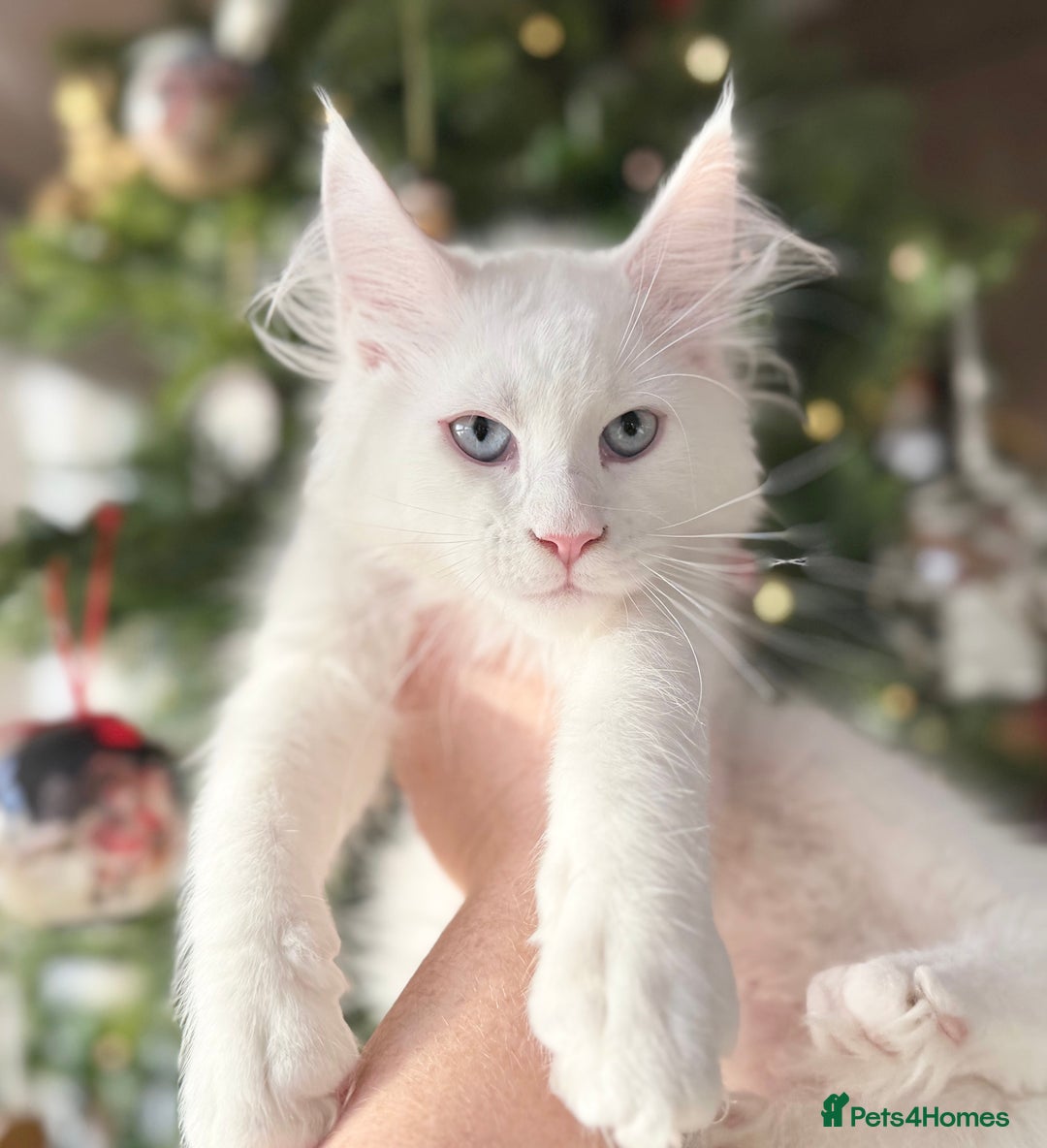 Maine Coon cats for sale: ANDERPRIDE KITTENS READY TO LEAVE NOW TICA !  - Advert 29