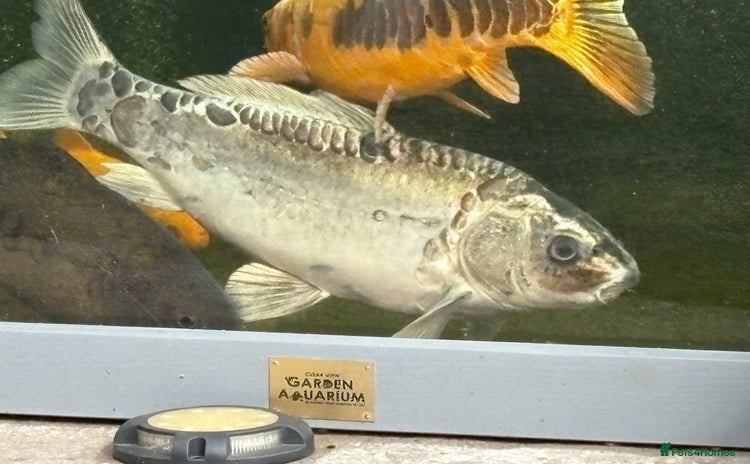 Other/Mixed Breed fish - Advert 2
