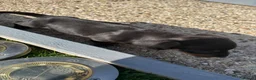 Dachshund dogs for sale: 4 beautiful boys  - Advert 20