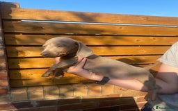 Dachshund dogs for sale: Beautiful Dachshund Puppies REDUCED  - Image 19