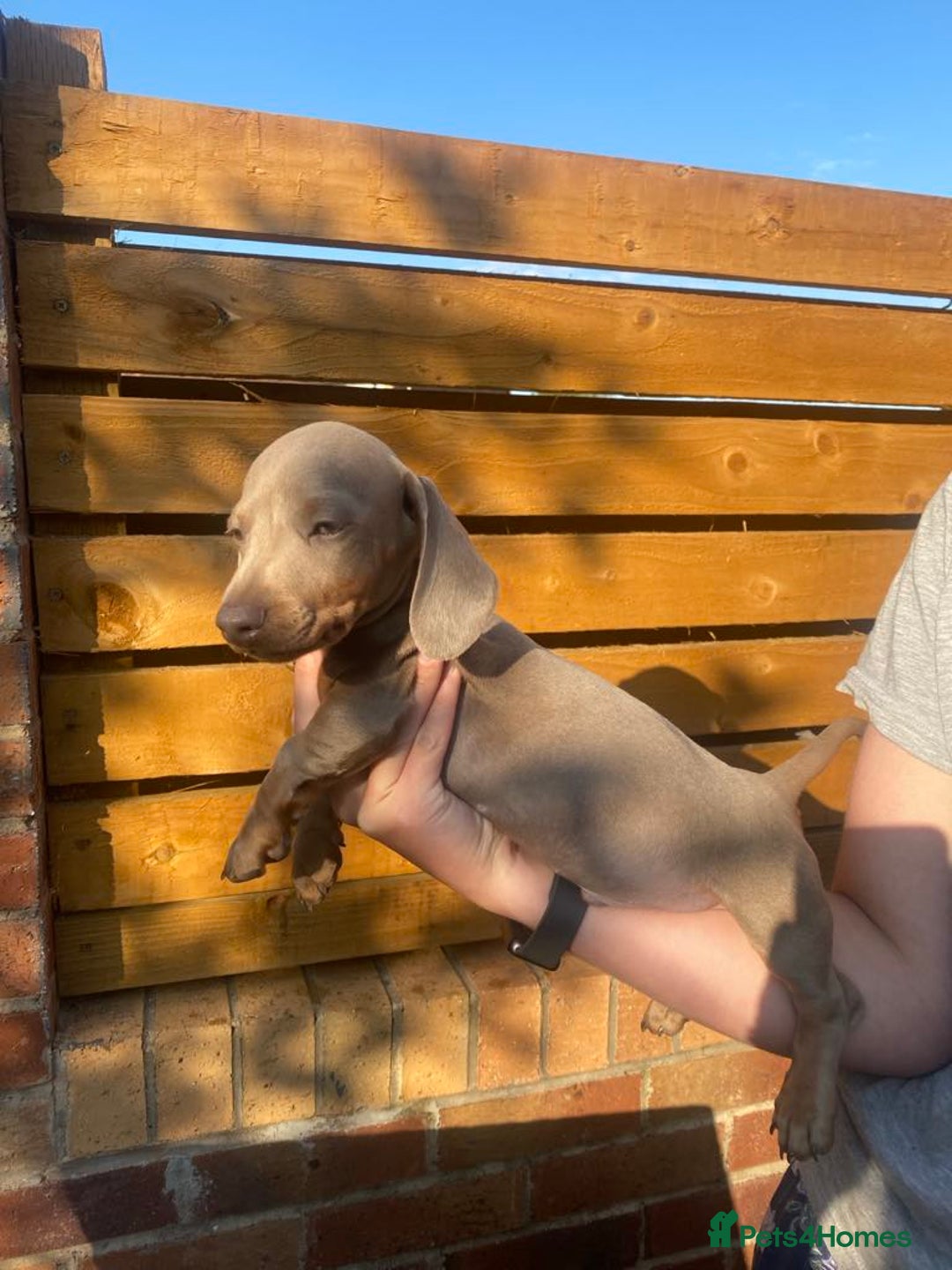 Dachshund dogs for sale: Beautiful Dachshund Puppies REDUCED  - Image 19