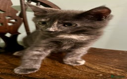 Mixed Breed cats for sale: READY NOW! Beautiful Maine Coon x female - Image 6