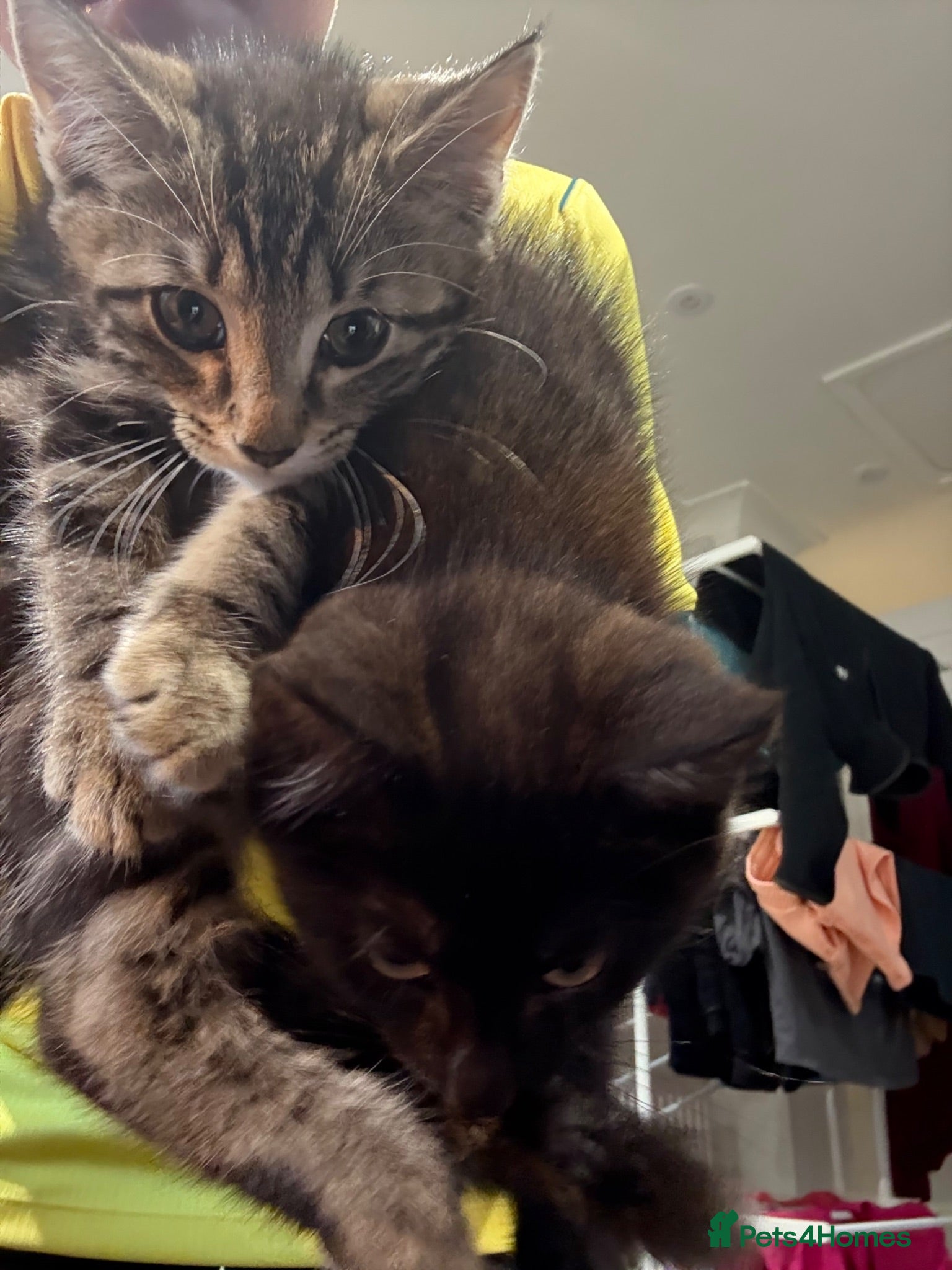 British Shorthair cats 2 male kittens for sale. - Advert 1