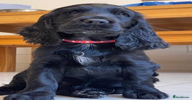 Sprocker dogs - Advert 8