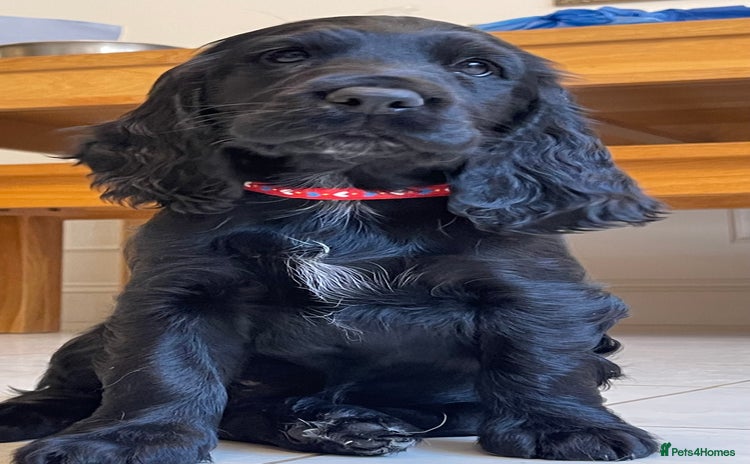 Sprocker dogs - Advert 9