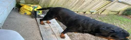 Rottweiler dogs for stud: MARLEY READY FOR STUD - Advert 5