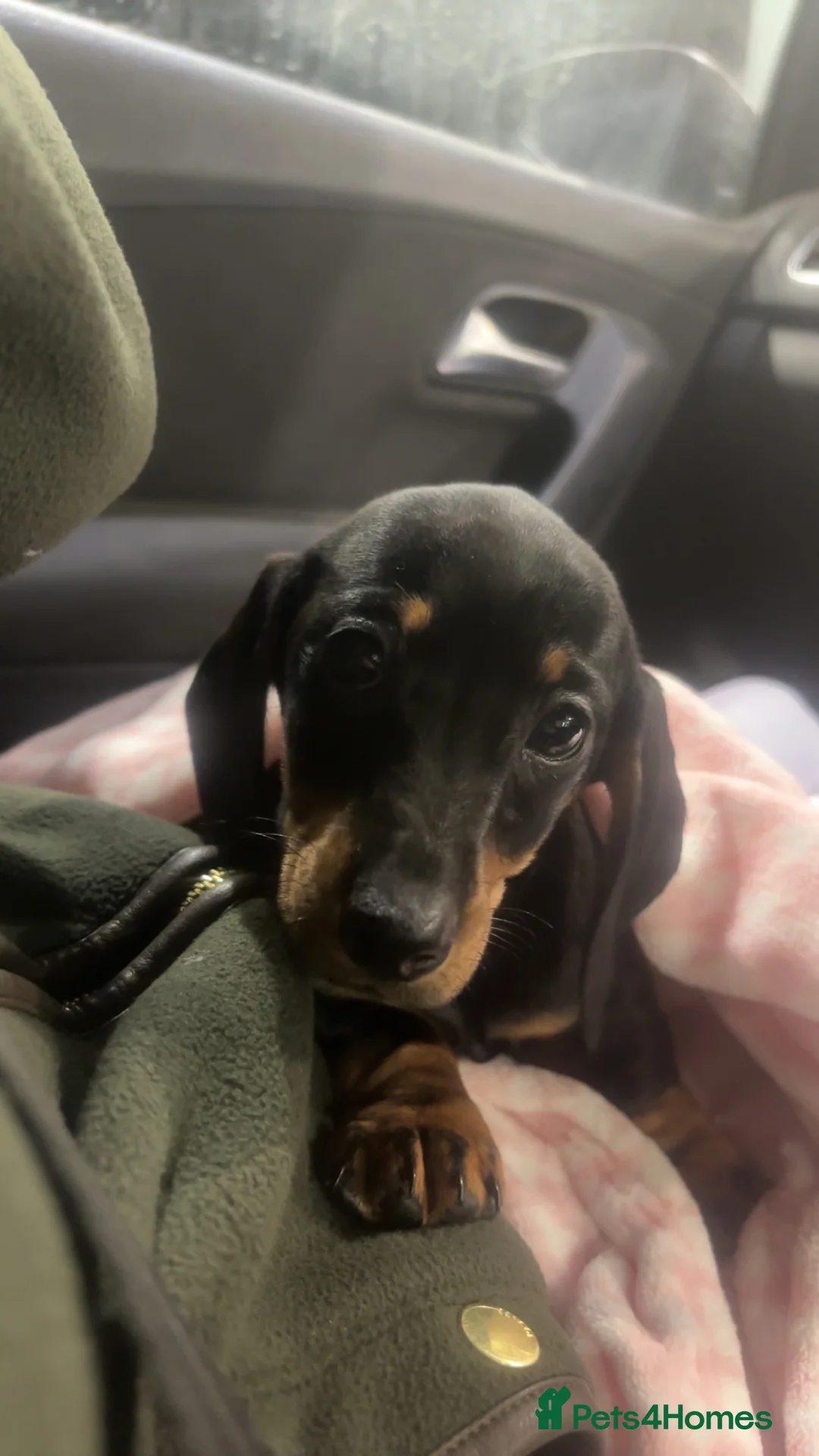 Dachshund dogs for sale: miss mabel  - Advert 4
