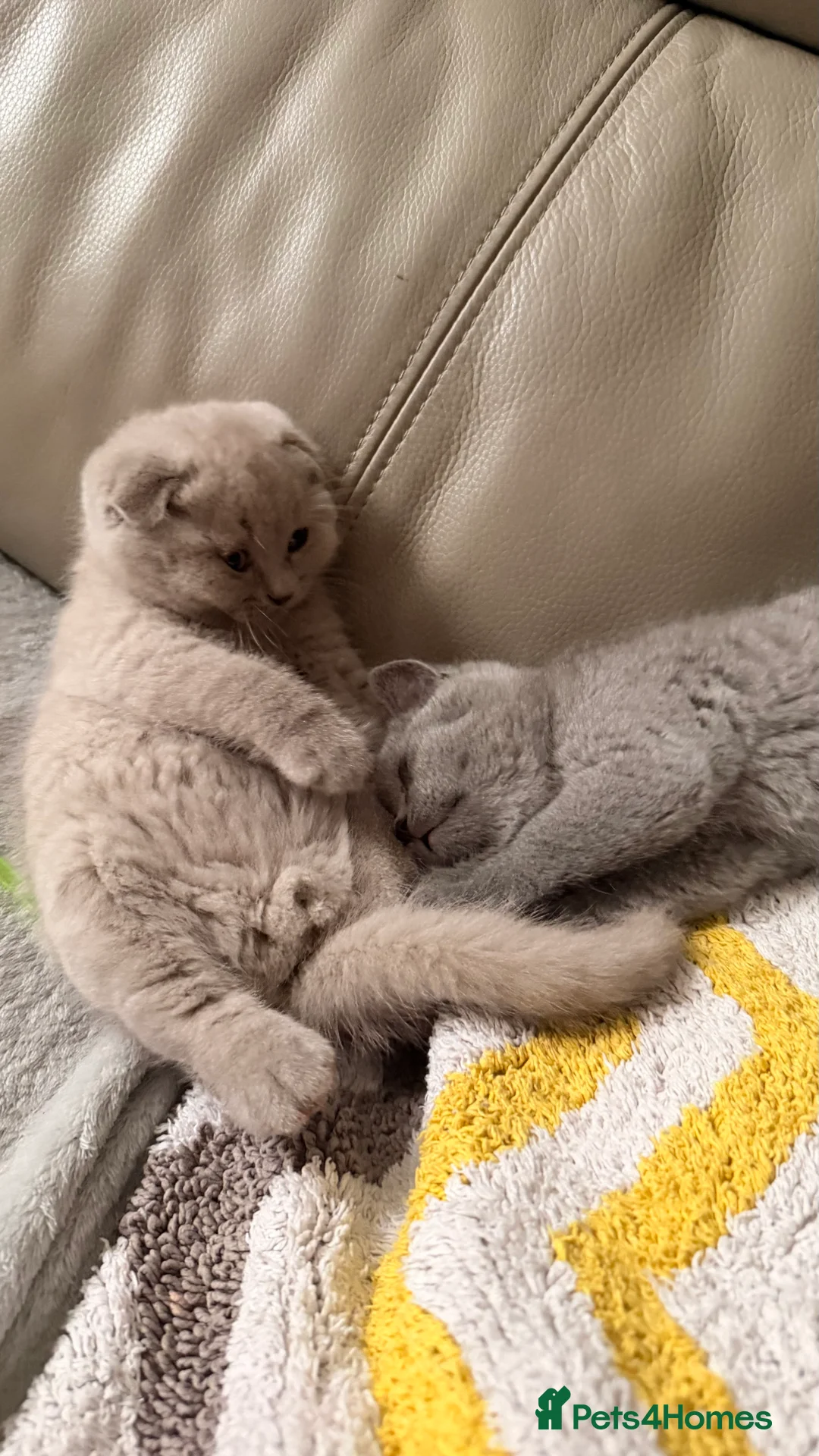 British Shorthair cats for sale: British Short hair and Scotish Fold - Advert 4