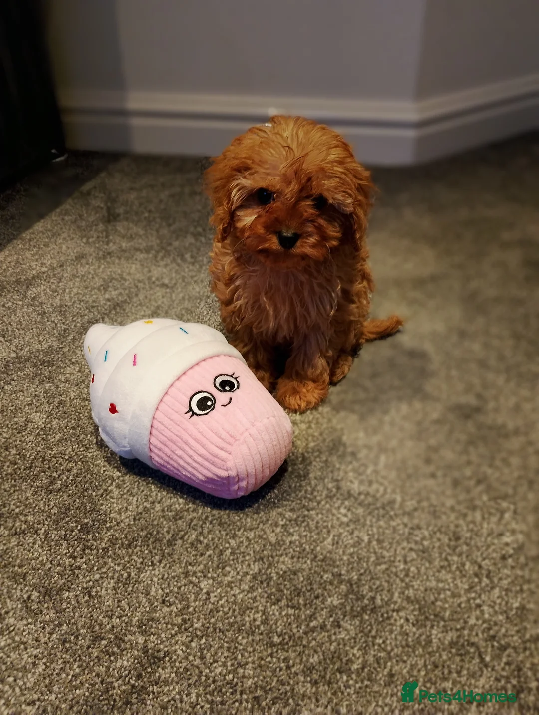 Cavapoo dogs for sale: Stunning F1 Cavapoos ready now ! - Advert 10