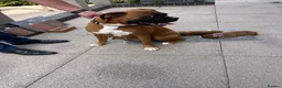Boxer dogs for sale: Boxer - Advert 3