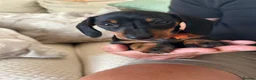 Miniature Dachshund dogs for sale: Miniature Dachshund Girls Ready to go now in Ashbourne - Advert 9