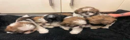 Lhasa Apso dogs for sale: Lhasa apso puppies in Abergele - Advert 1
