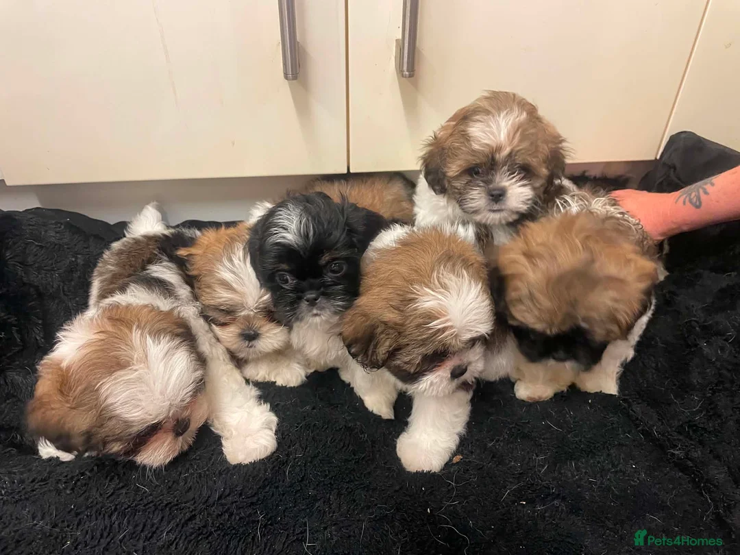 Lhasa Apso dogs for sale: Lhasa apso puppies in Abergele - Advert 1