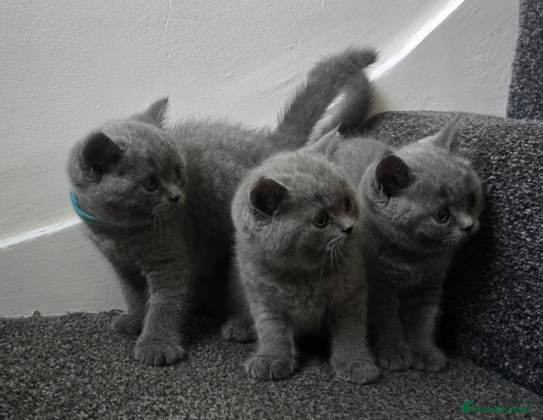 British Shorthair cats for sale: 3 little boys 🐈🐈 in Dagenham - Advert 2