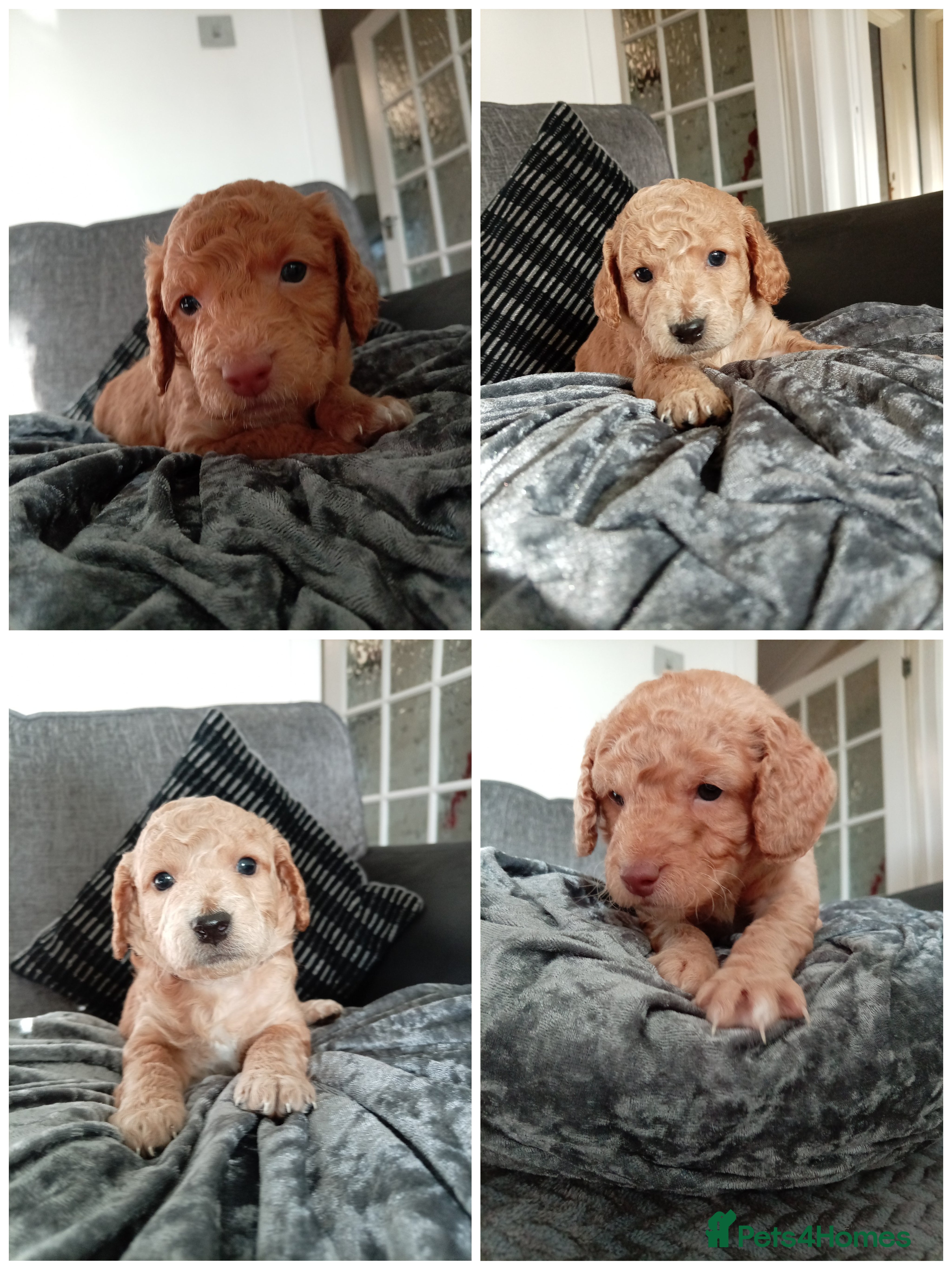 Cockapoo dogs 8 Beautiful Cockapoo Puppies - Advert 2