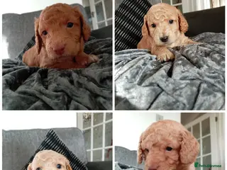 Cockapoo dogs 8 Beautiful Cockapoo Puppies - Advert 17