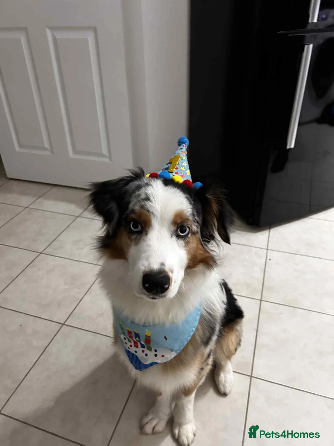 Australian Shepherd dogs for sale: Australian Shepherd  - Advert 5