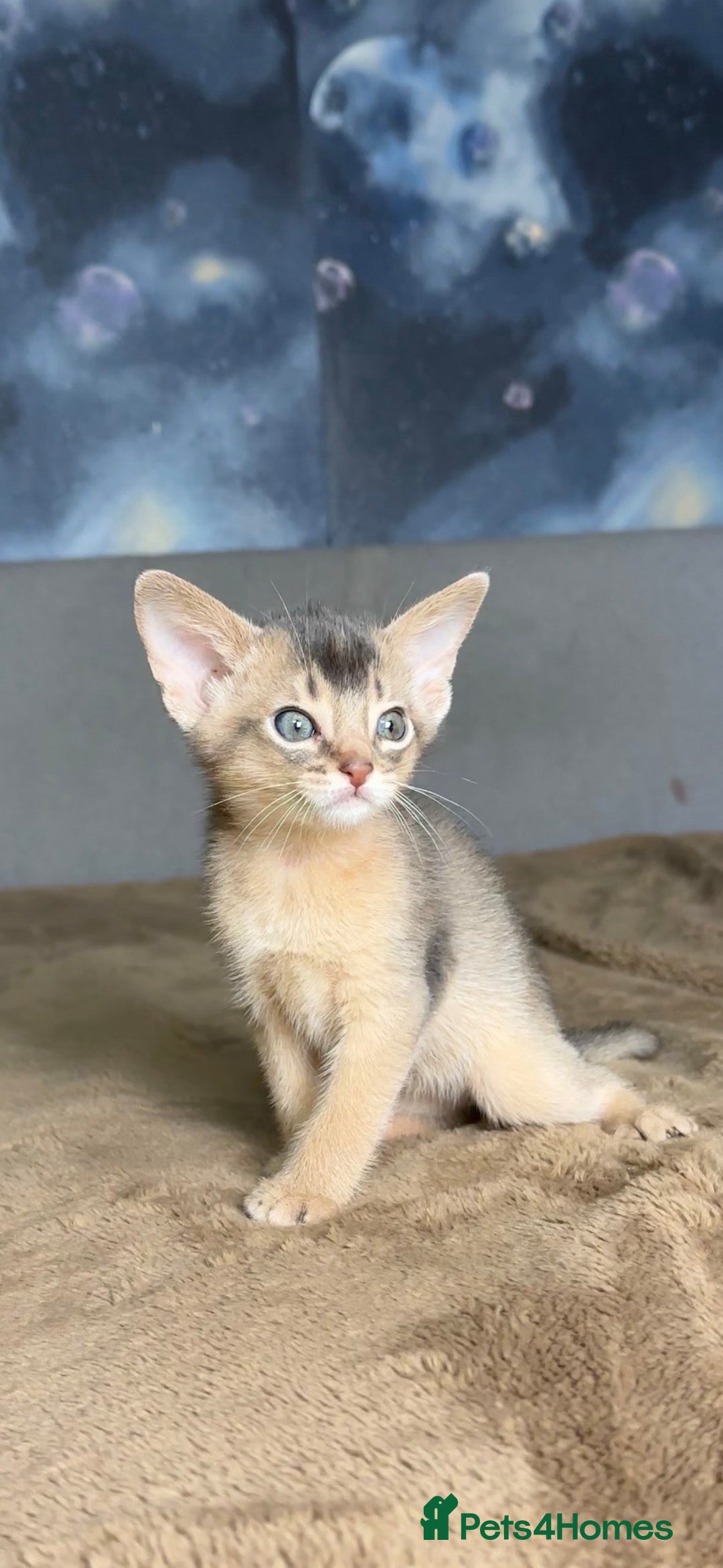 Abyssinian cats for sale: 💙 Two Blue Male Abyssinian Kittens Available 💙 - Advert 10