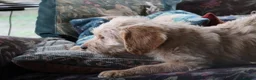 Labradoodle dogs for sale: Beautiful Third-Generation Labradoodle Puppie - Advert 20