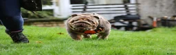 English Bulldog dogs for stud: Now proven English Bulldog at stud - Advert 29