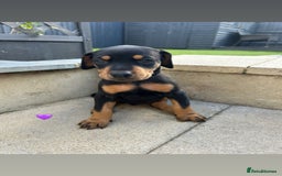 Dobermann dogs for sale: Doberman puppies - Image 5