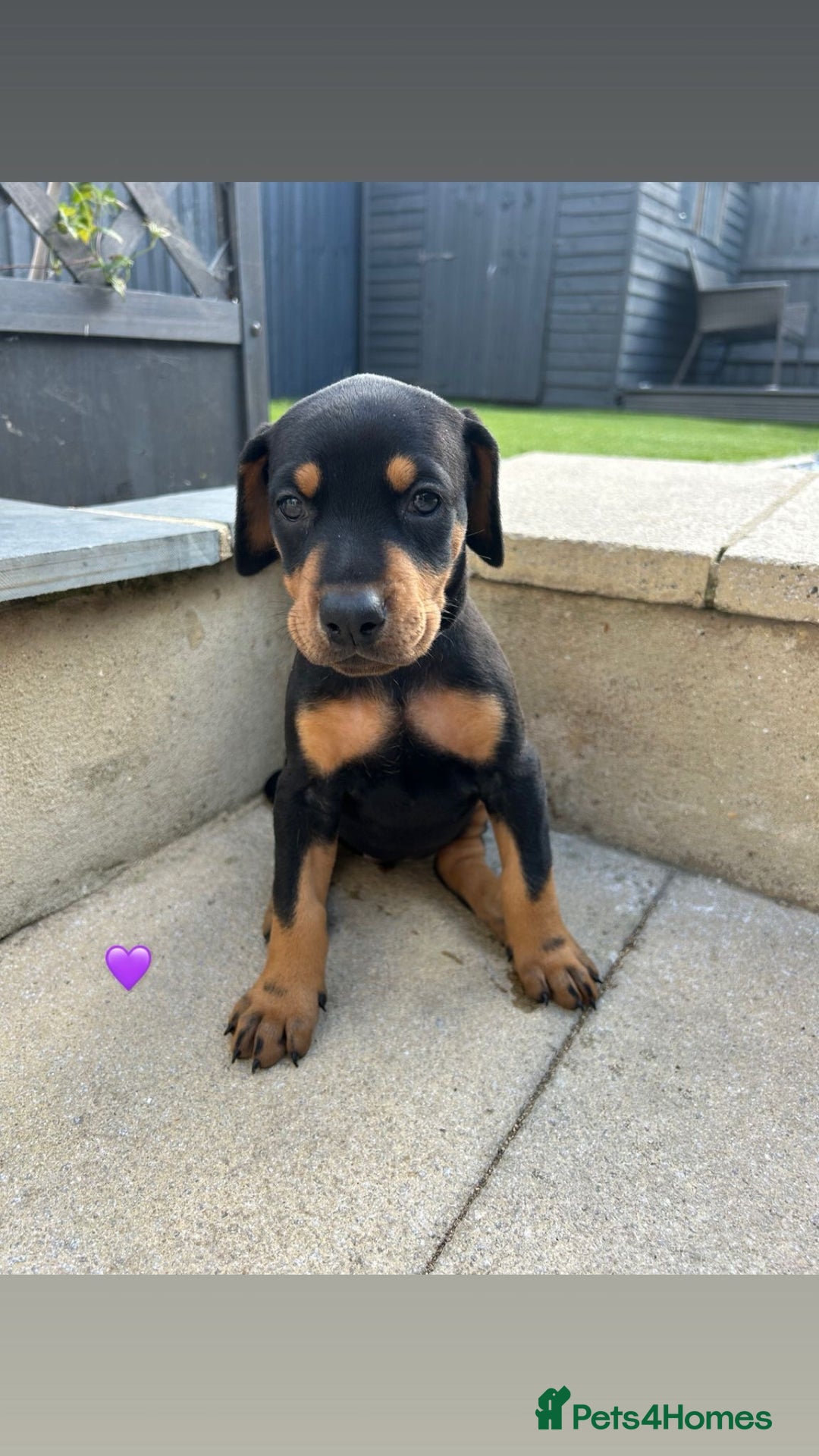 Dobermann dogs for sale: Doberman puppies - Image 5