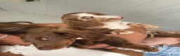Miniature Dachshund dogs for sale: Long haired miniature Dachshund puppies - Advert 4