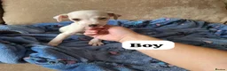 Mixed Breed dogs for sale: ADORABLE Jack Russell pups  - Advert 3
