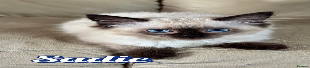 Ragdoll Kitten 6