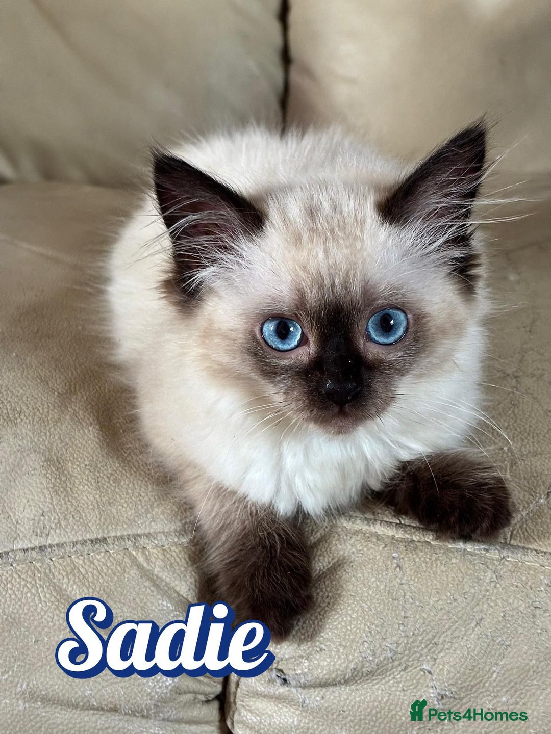 Ragdoll cats for sale: GCCF Registered Kittens - Image 10
