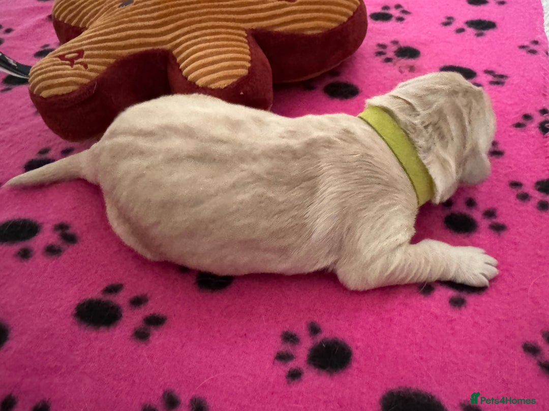 Golden Retriever dogs for sale: KC Registered Goldens born on  **  Day - Advert 5