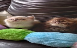 Exotic cats for sale: GCCF REG PKD FREE PEDIGREE EXOTICS - Image 15