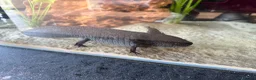 Axolotl reptiles for sale: Female axolotl  - Advert 3