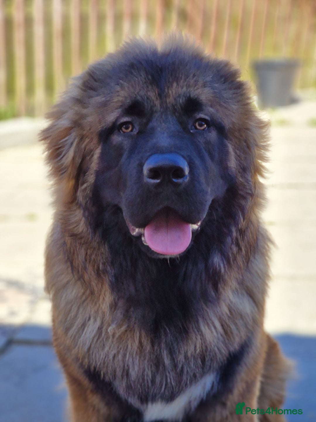 Caucasian Shepherd Tibetan Mastiff In Action Tibetan Mastiff Long Hair