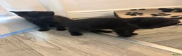 Mixed Breed cats for sale: Bengal x tabby kittens  - Advert 3