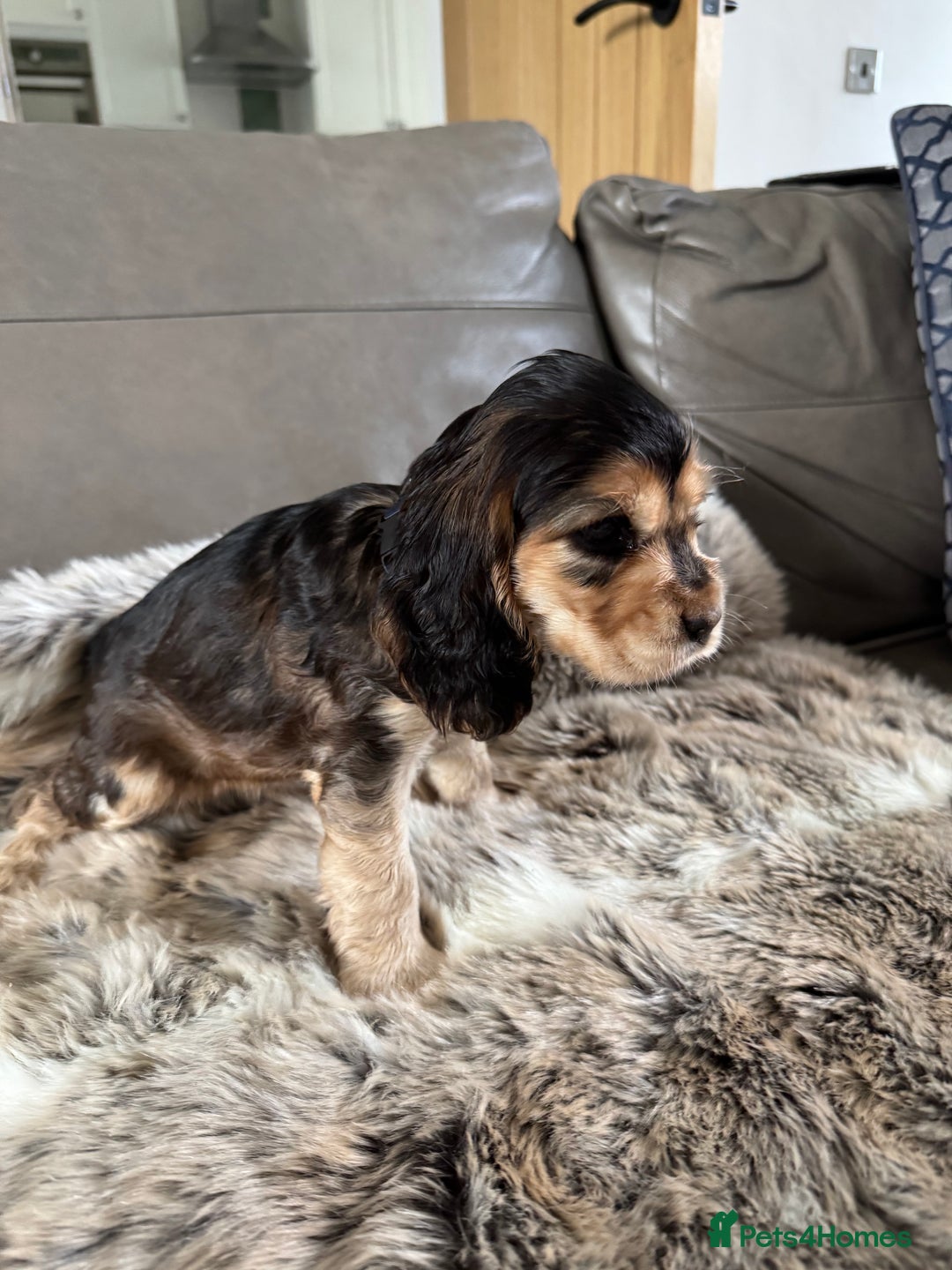 Cocker Spaniel dogs for sale: 🐶 Beautiful Show-Type Cocker Spaniel Puppies 🐶 - Advert 21