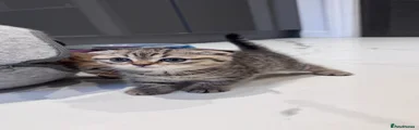 Scottish Fold 3