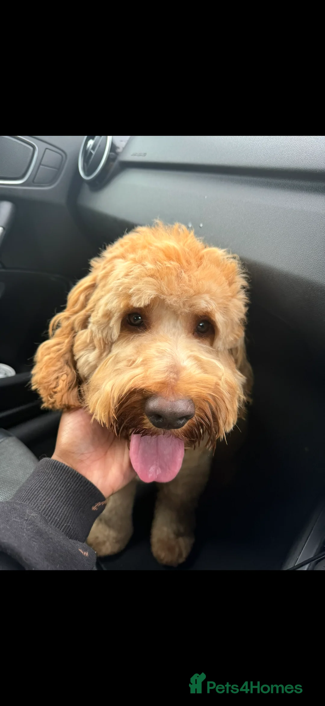 Cockapoo dogs for stud: Outgoing Male Cockapoo for Stud - Advert 2