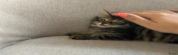Mixed Breed cats for adoption: Sweet boy Teddy looking for a home - Advert 2